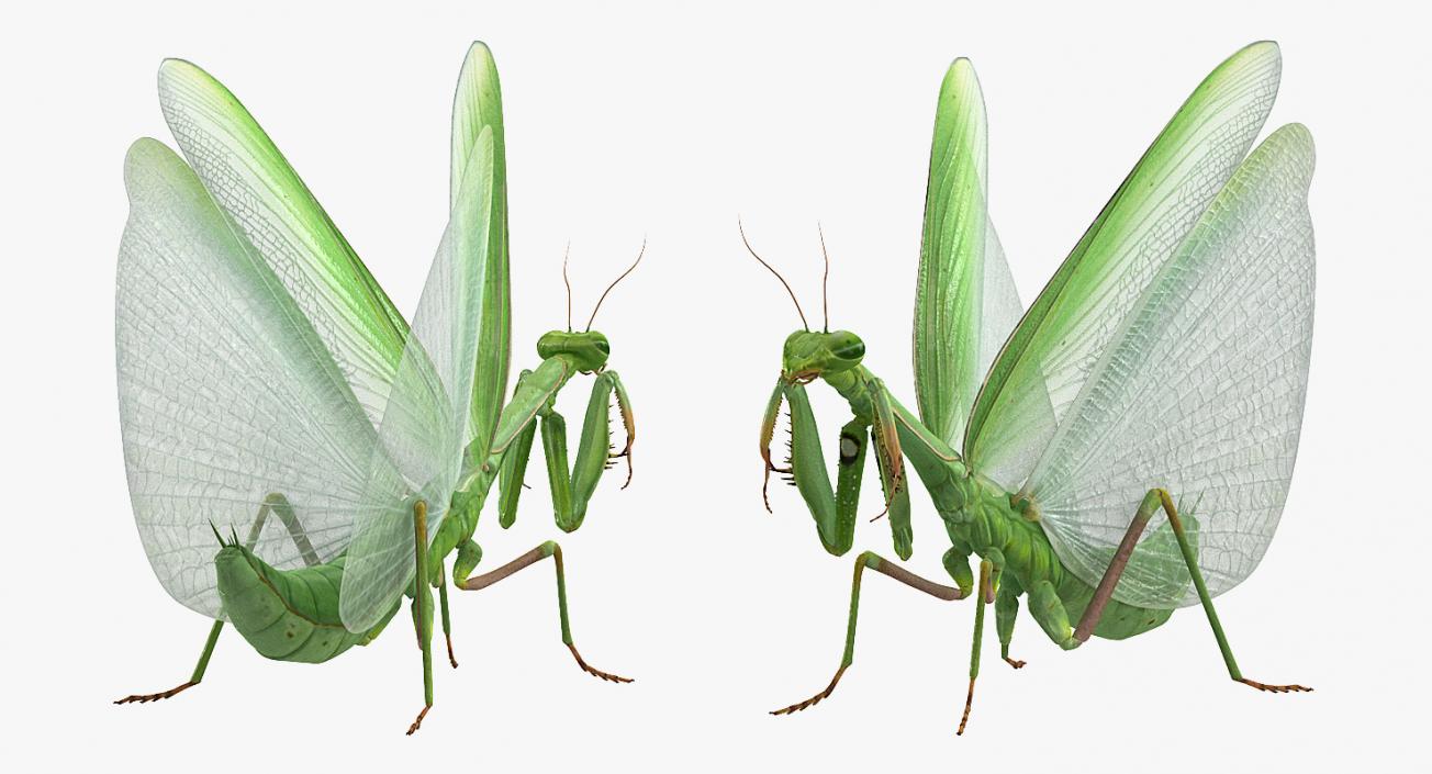 3D model European Mantis Wings Open with Fur