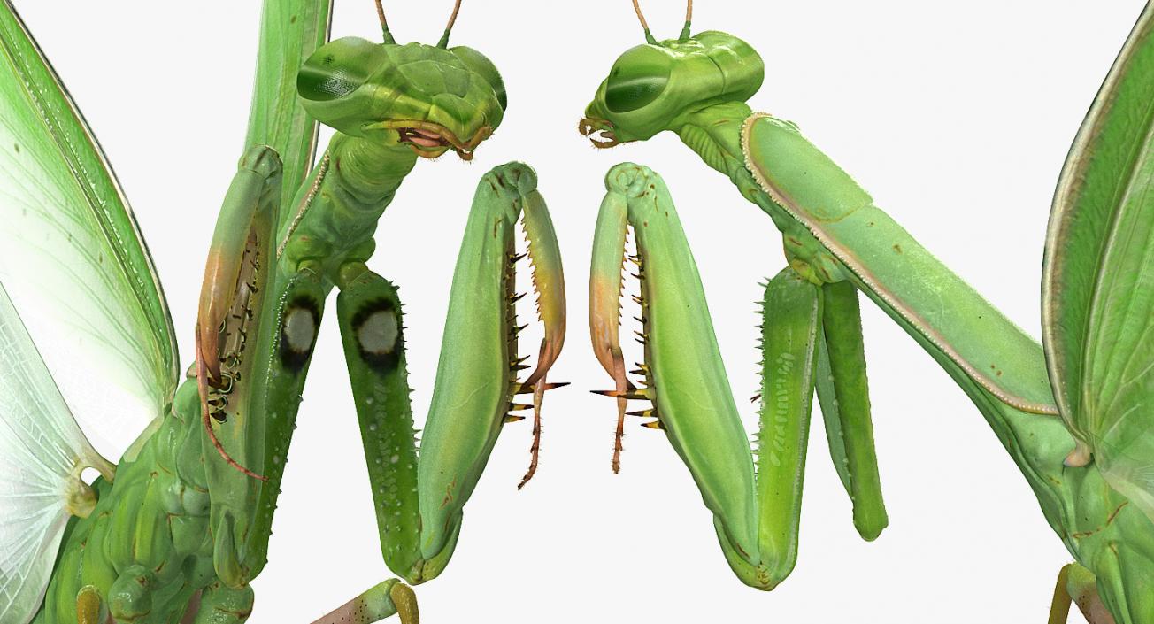 3D model European Mantis Wings Open with Fur