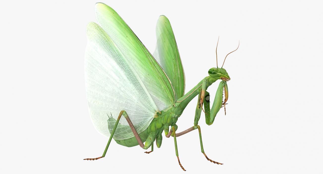 3D model European Mantis Wings Open with Fur