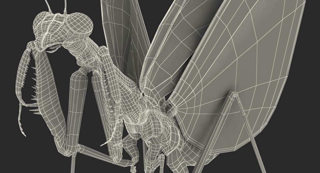 3D model European Mantis Wings Open with Fur