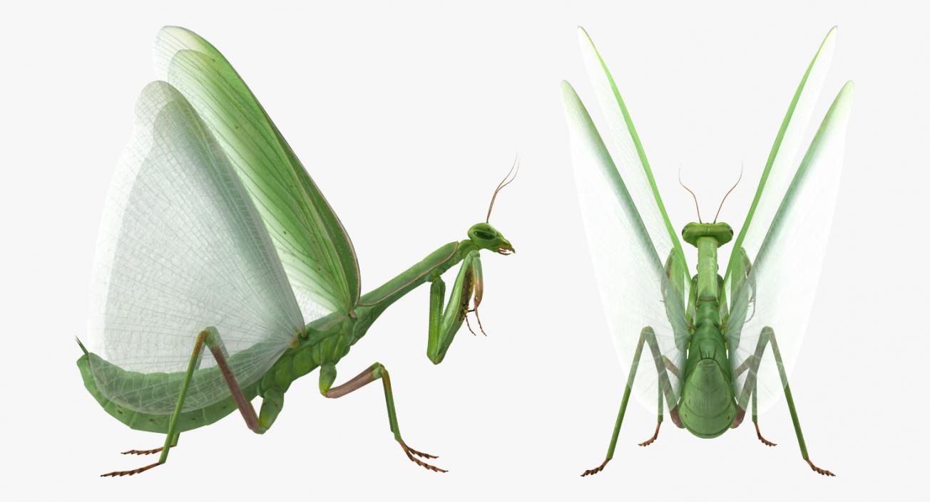 3D model European Mantis Wings Open with Fur