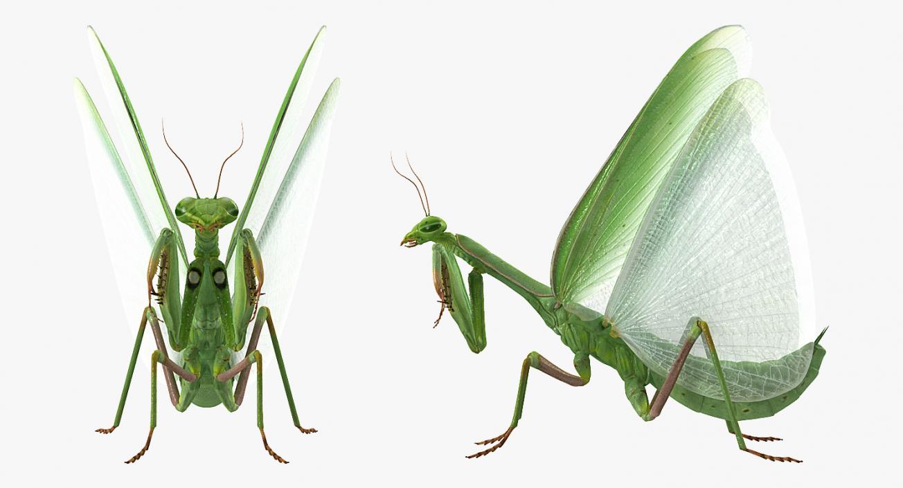 3D model European Mantis Wings Open with Fur