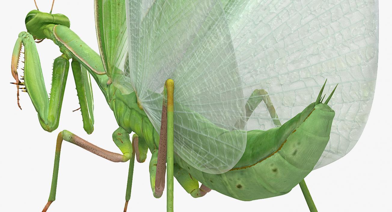 3D model European Mantis Wings Open with Fur