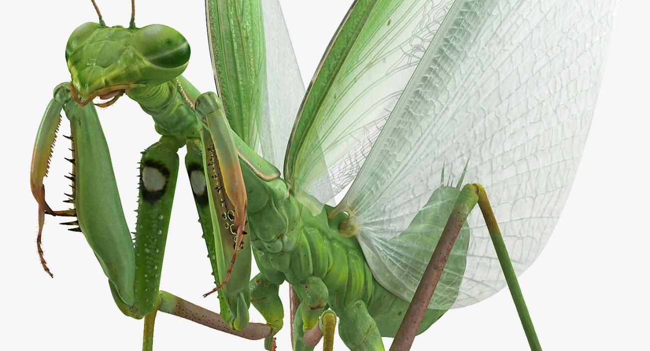 3D model European Mantis Wings Open with Fur