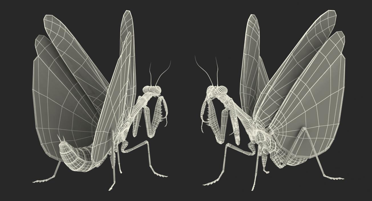 3D model European Mantis Wings Open with Fur