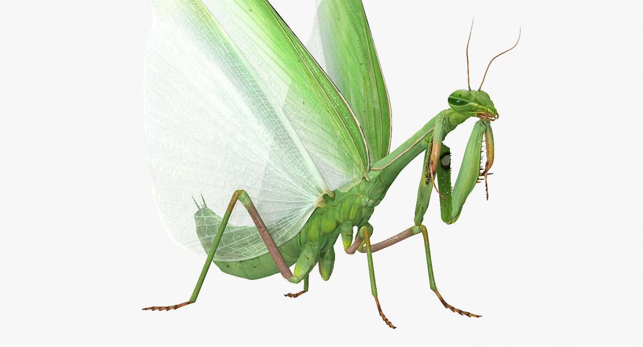 3D model European Mantis Wings Open with Fur