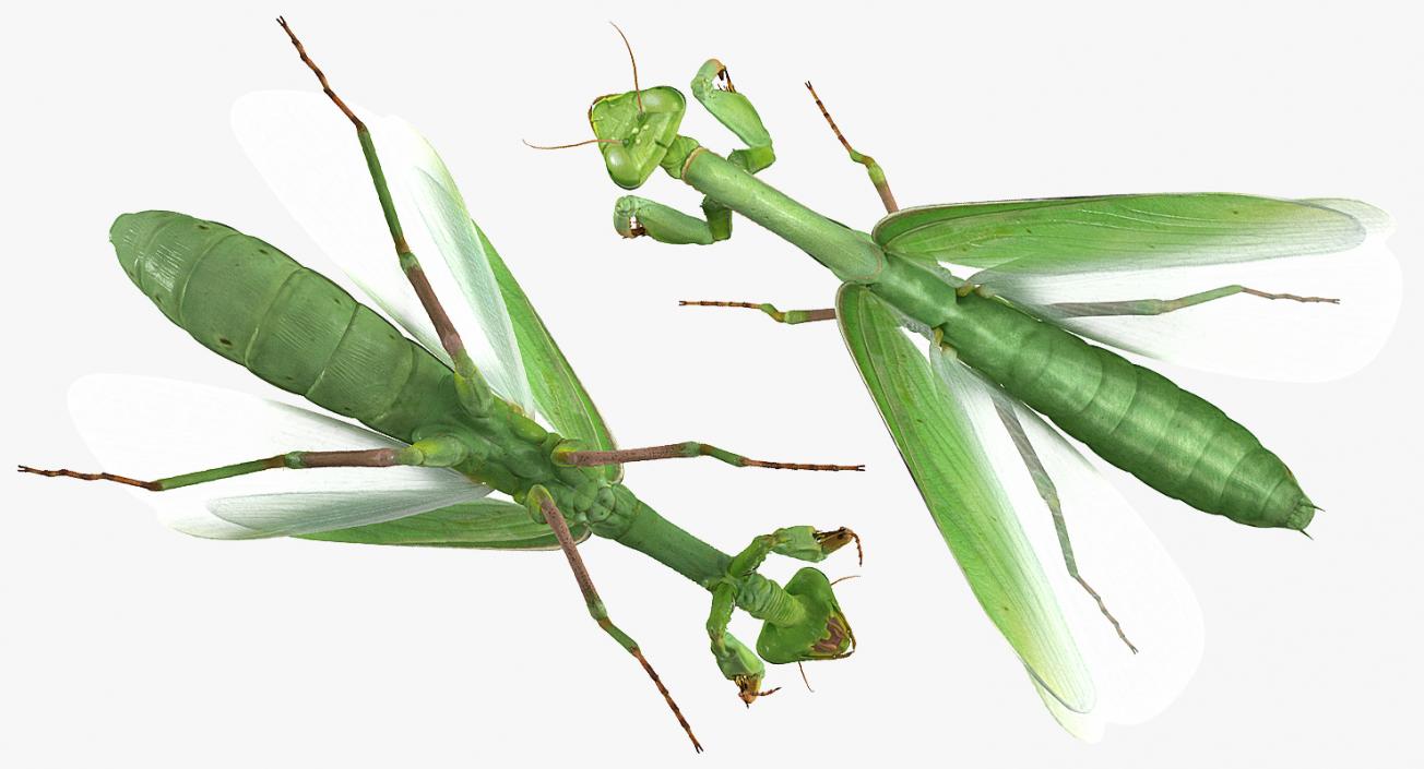 3D model European Mantis Wings Open with Fur