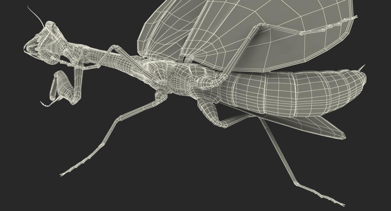 3D model European Mantis Wings Open with Fur