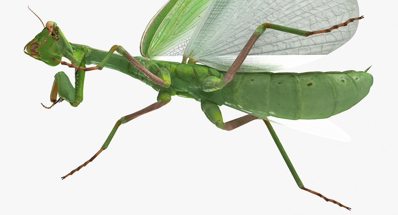 3D model European Mantis Wings Open with Fur