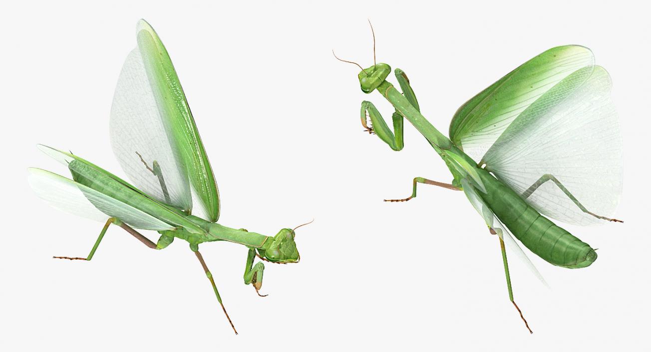 3D model European Mantis Wings Open with Fur