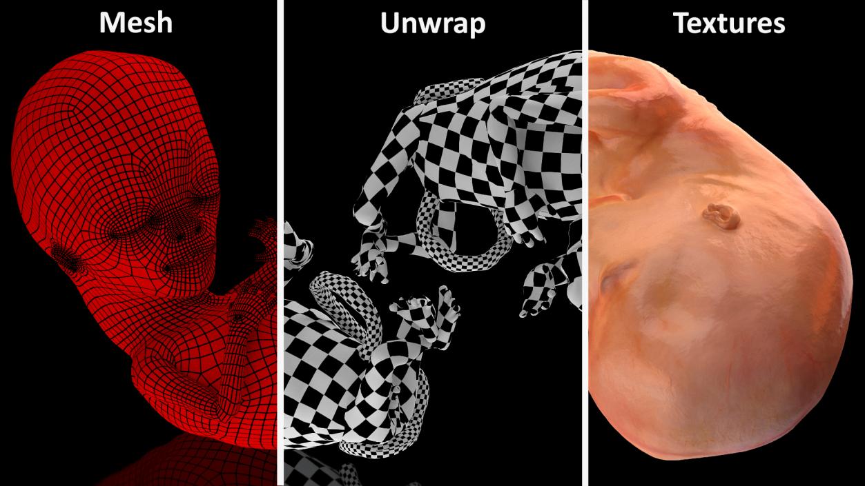 3D model Human Fetus 12 Weeks