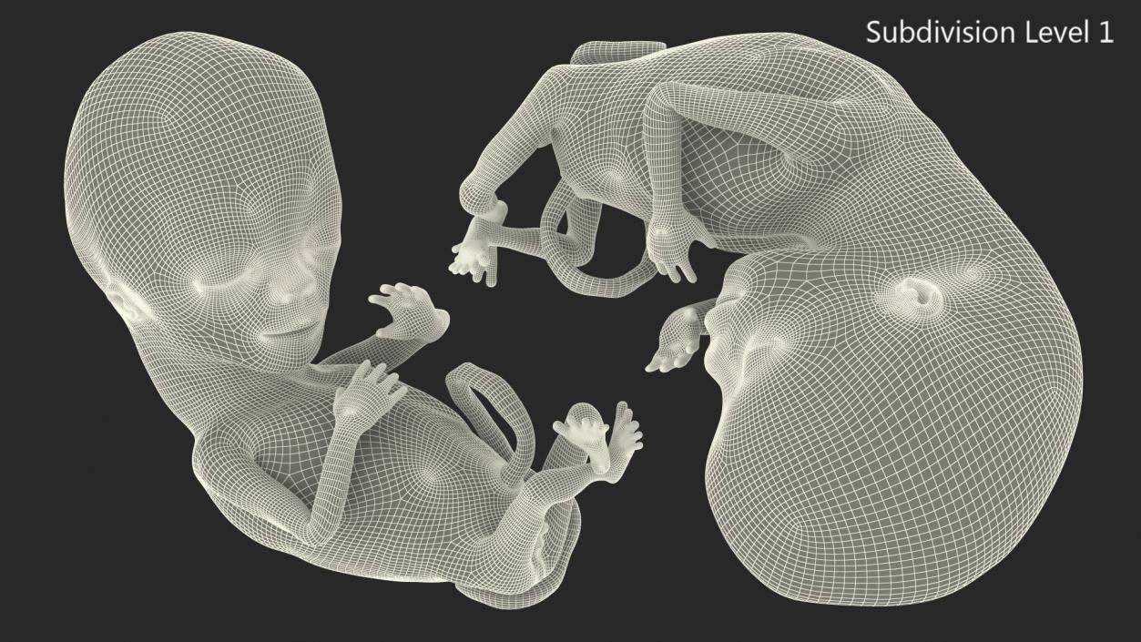 3D model Human Fetus 12 Weeks