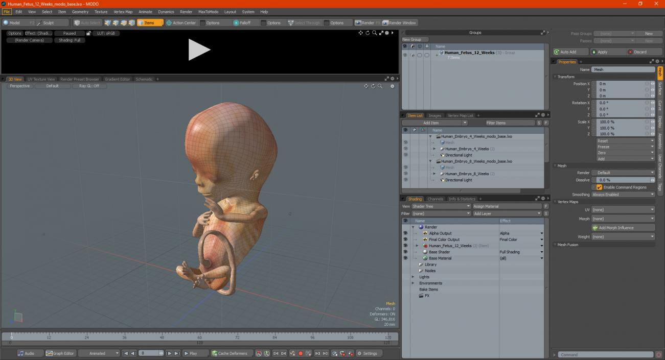 3D model Human Fetus 12 Weeks