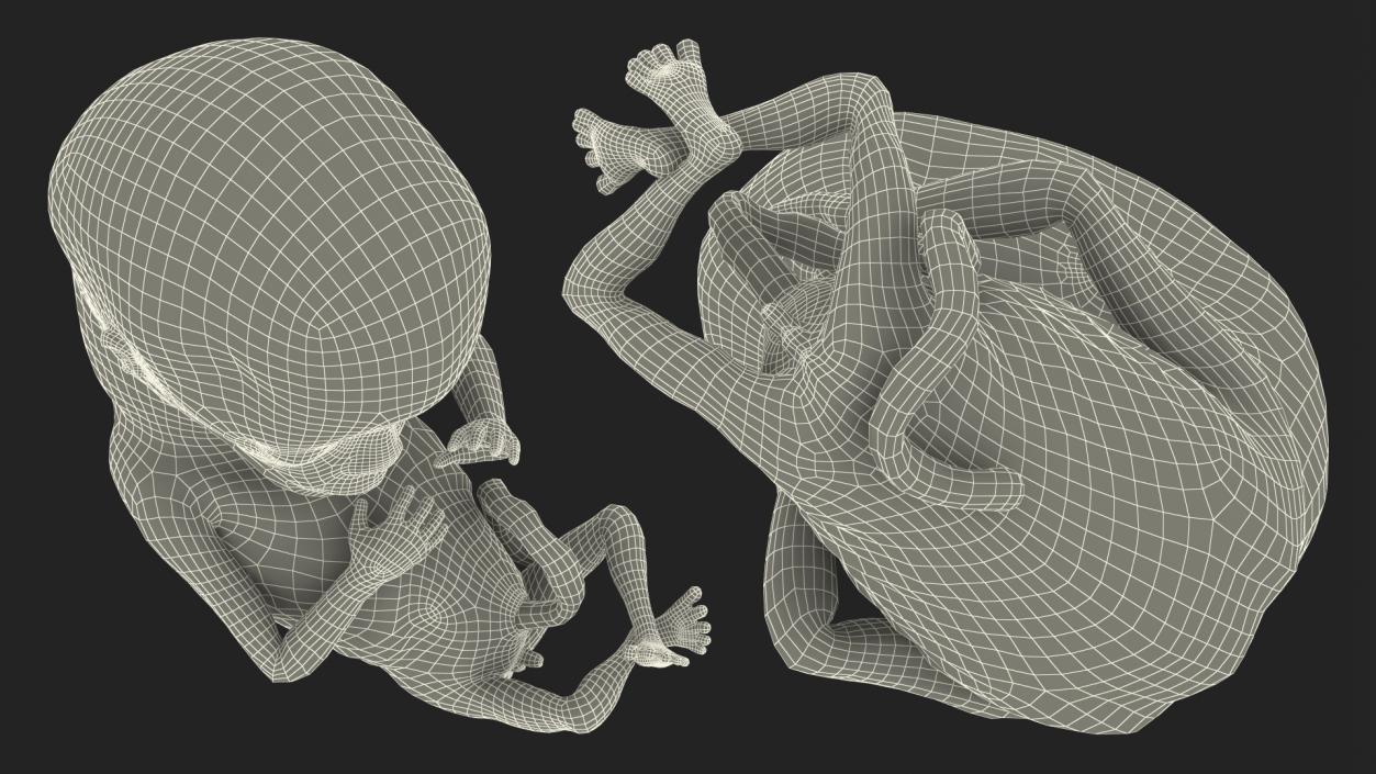 3D model Human Fetus 12 Weeks