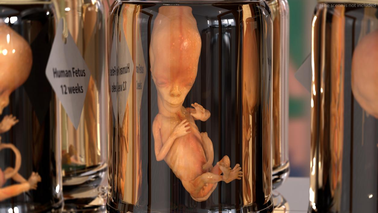 3D model Human Fetus 12 Weeks