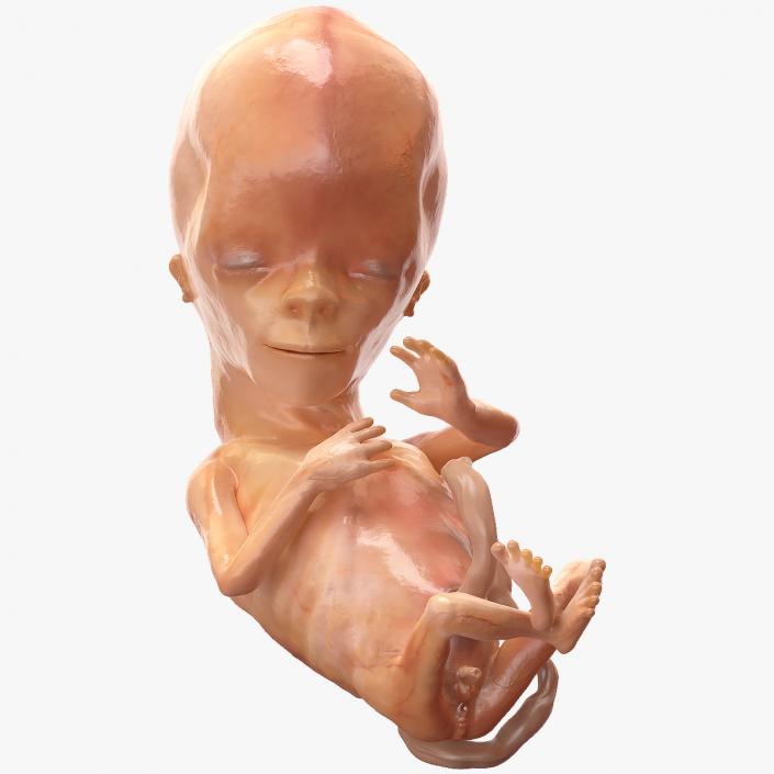 3D model Human Fetus 12 Weeks