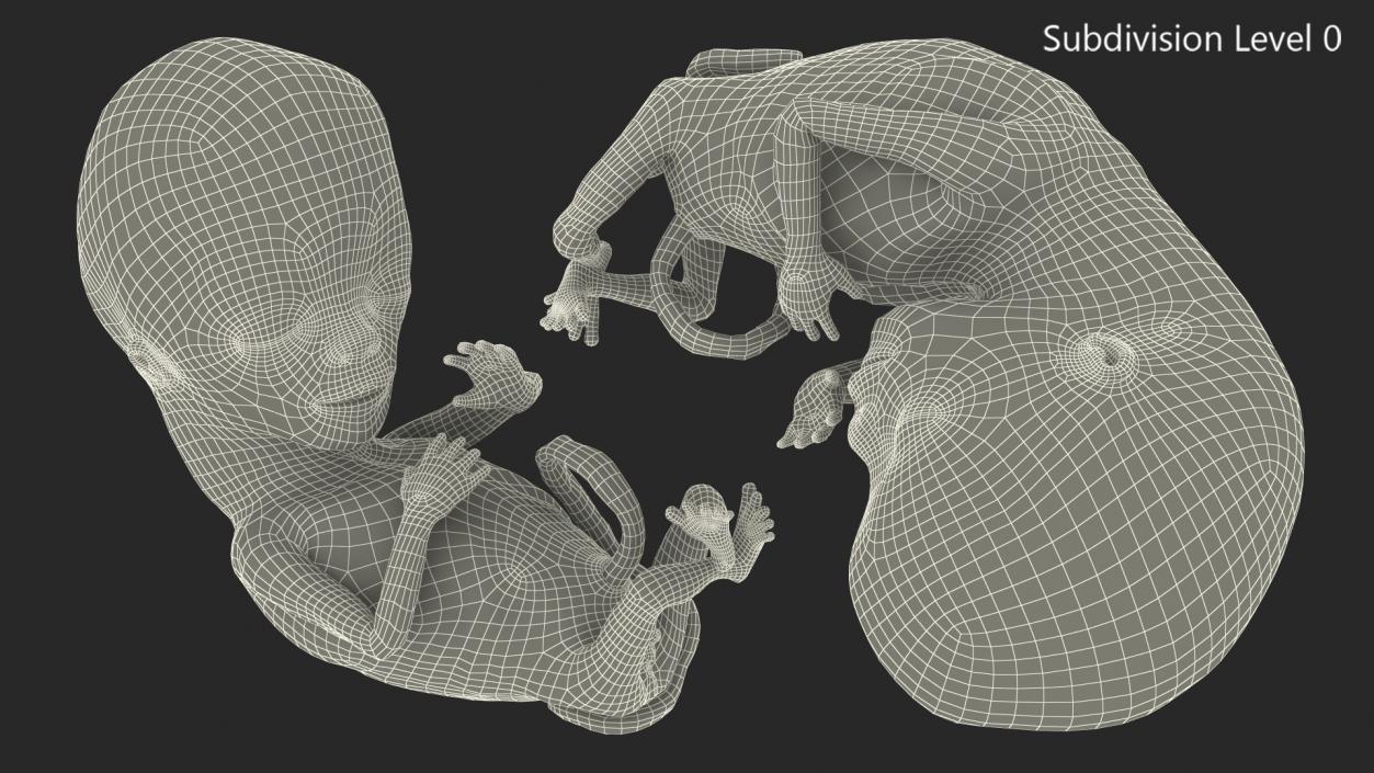 3D model Human Fetus 12 Weeks