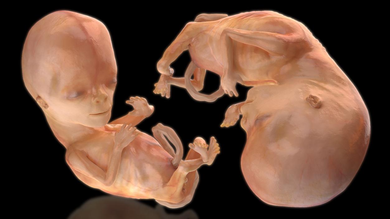 3D model Human Fetus 12 Weeks