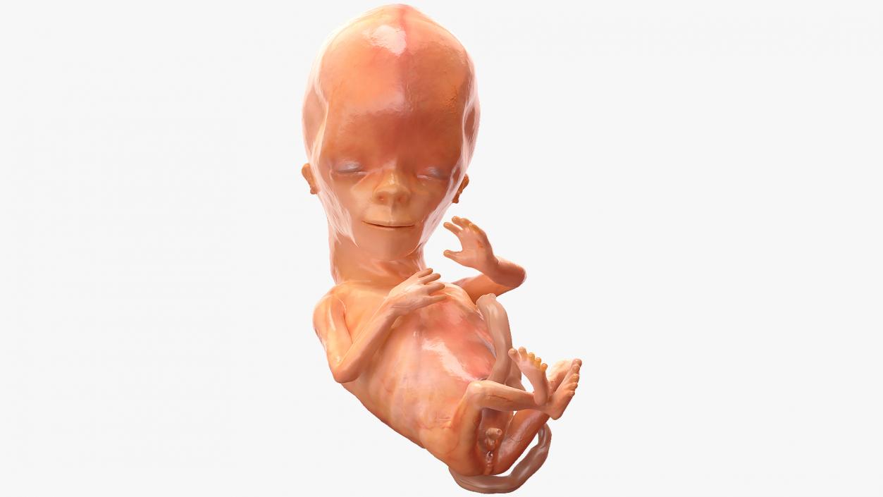 3D model Human Fetus 12 Weeks