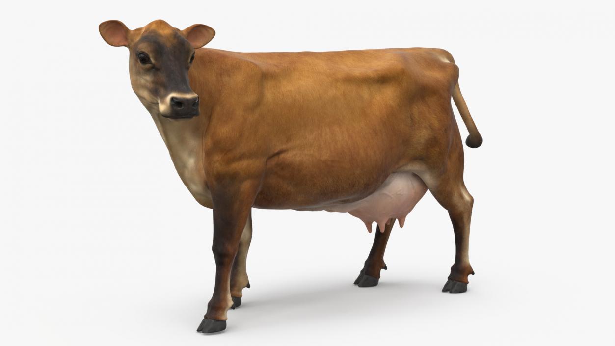 Channel Island Cow Brown 3D model