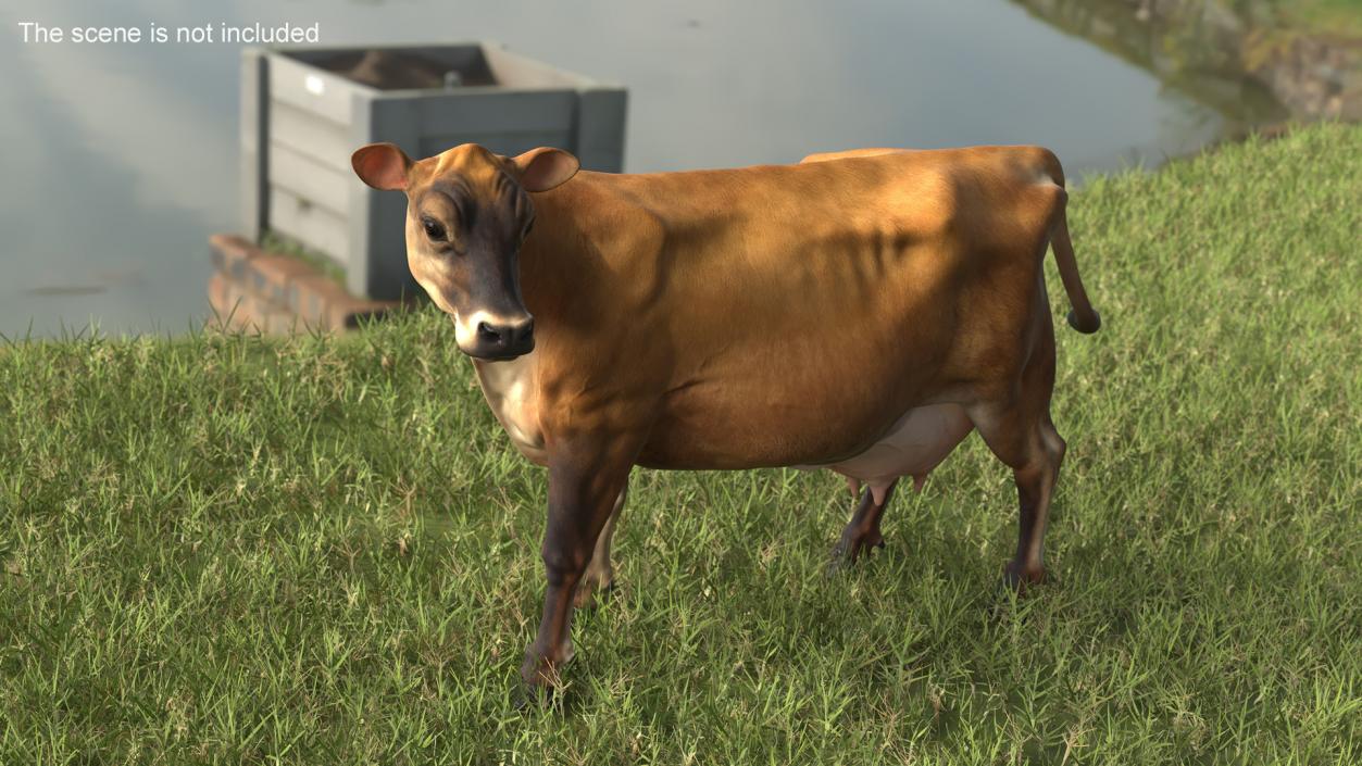 Channel Island Cow Brown 3D model