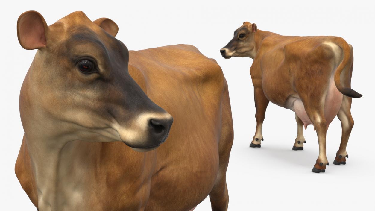 Channel Island Cow Brown 3D model