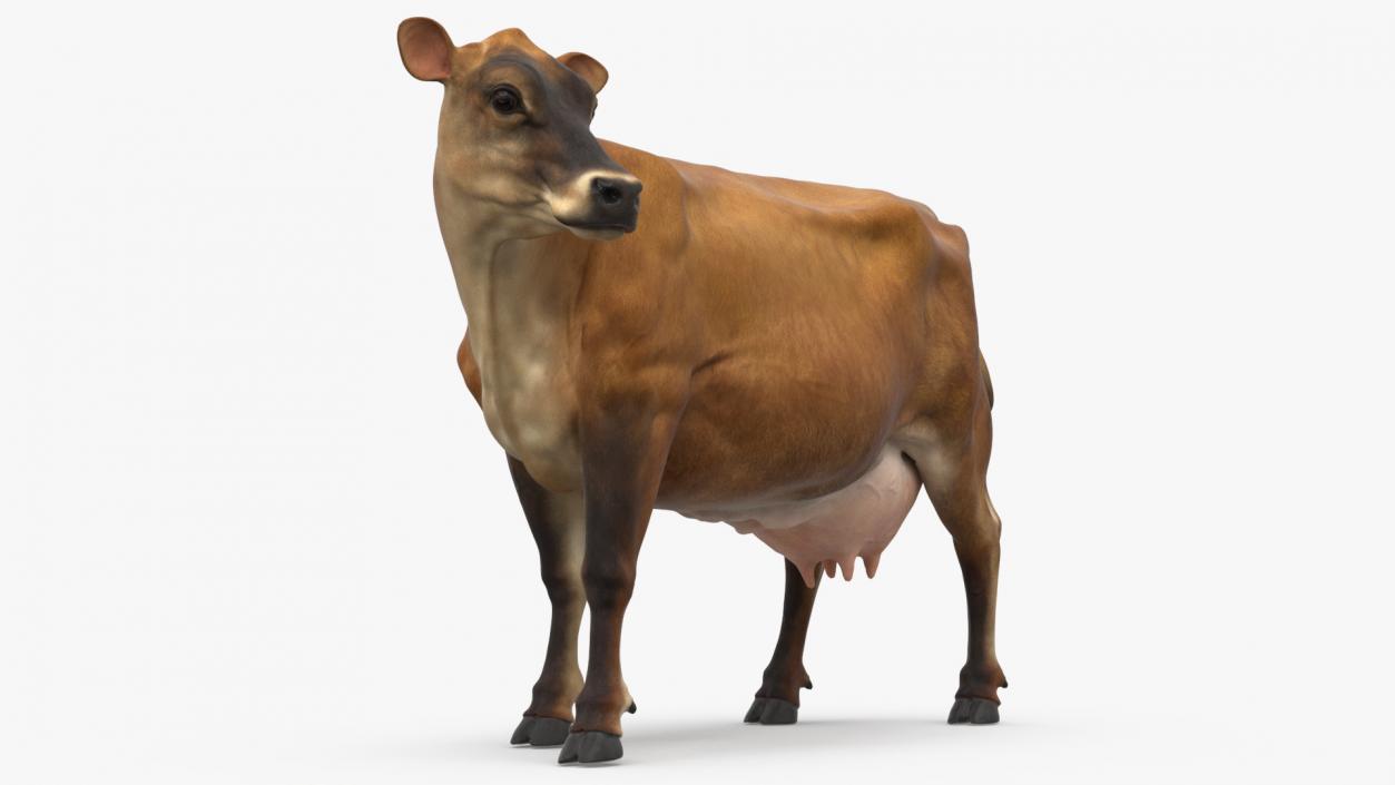 Channel Island Cow Brown 3D model