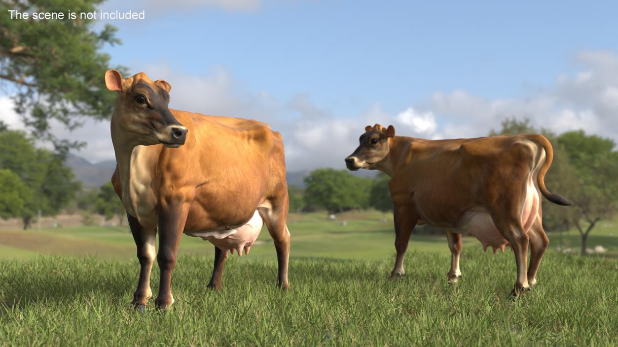 Channel Island Cow Brown 3D model