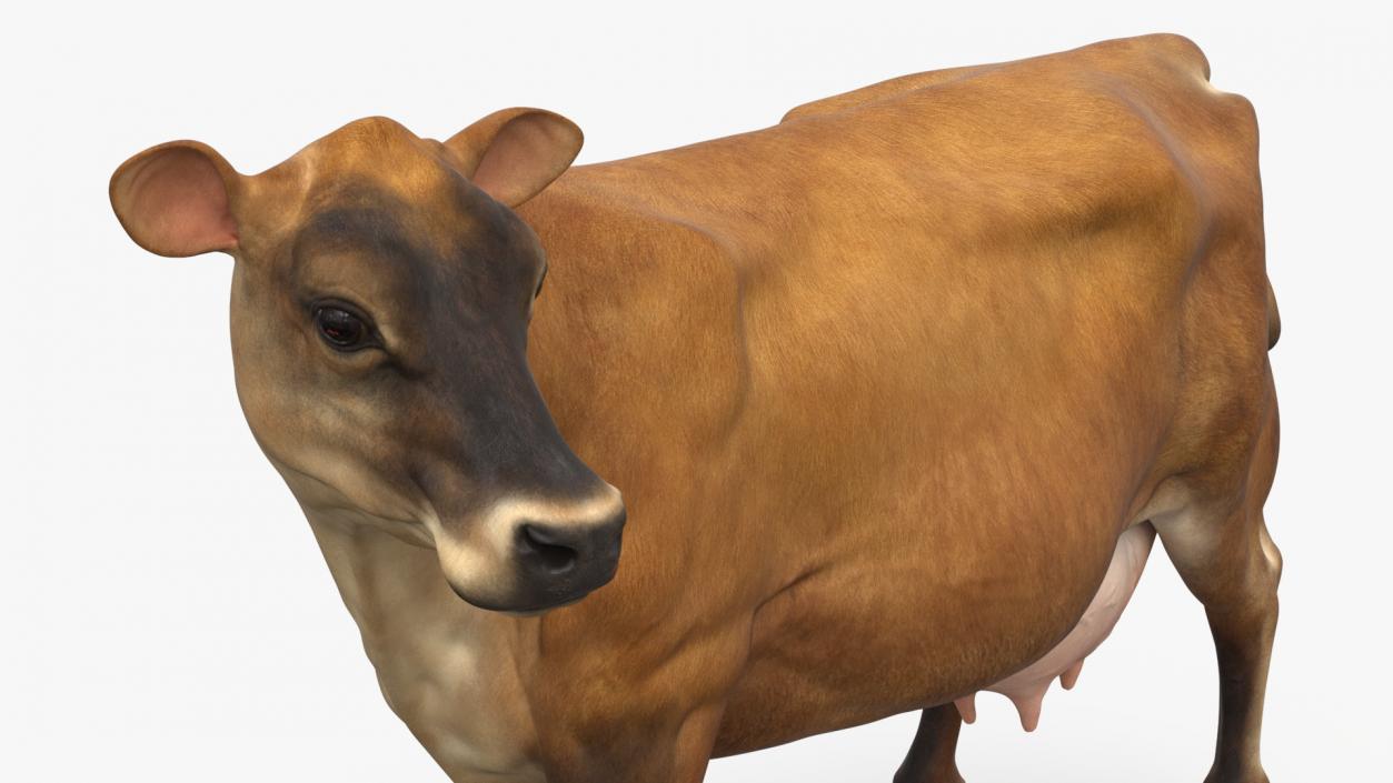 Channel Island Cow Brown 3D model