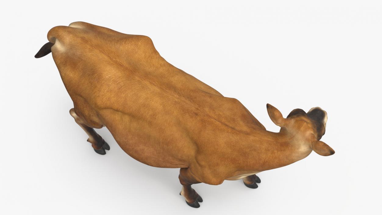 Channel Island Cow Brown 3D model