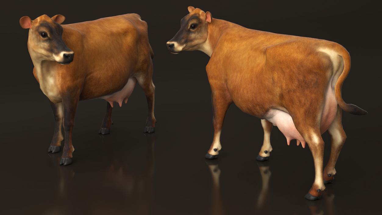 Channel Island Cow Brown 3D model