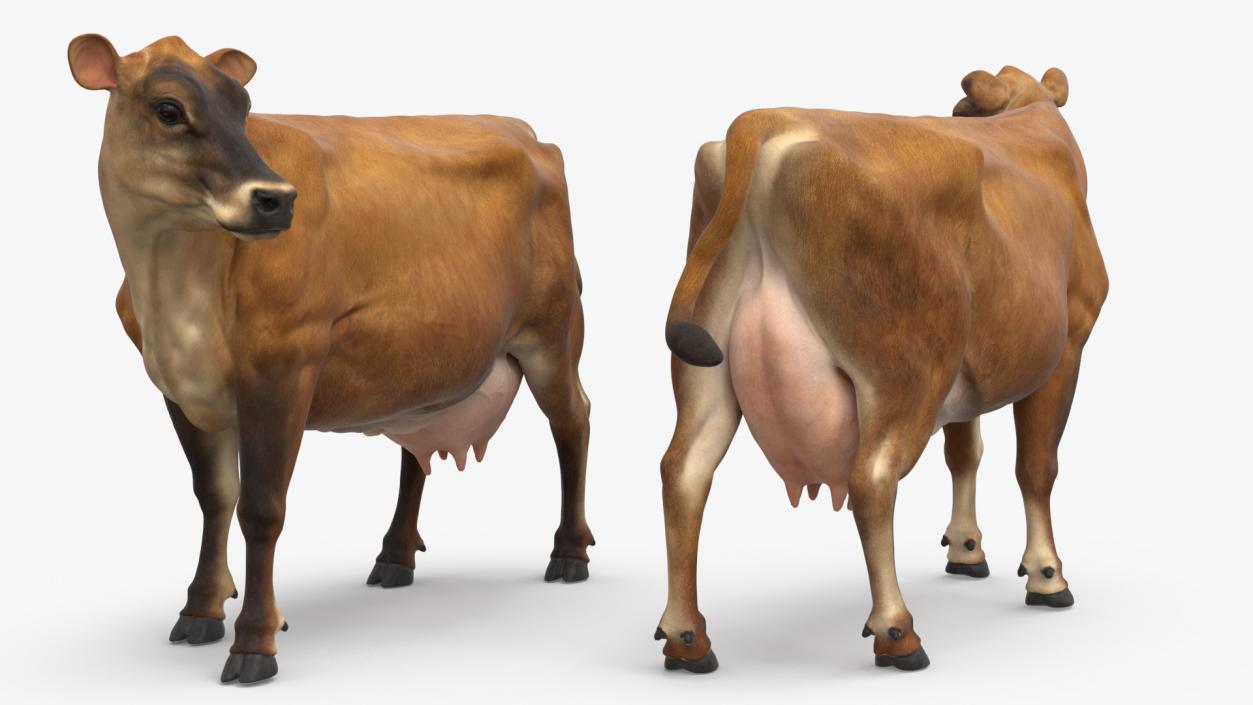 Channel Island Cow Brown 3D model