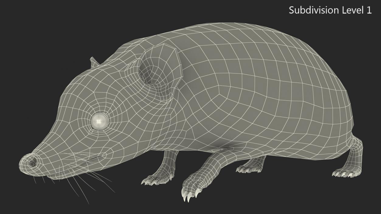 3D Walk Bald Hedgehog model