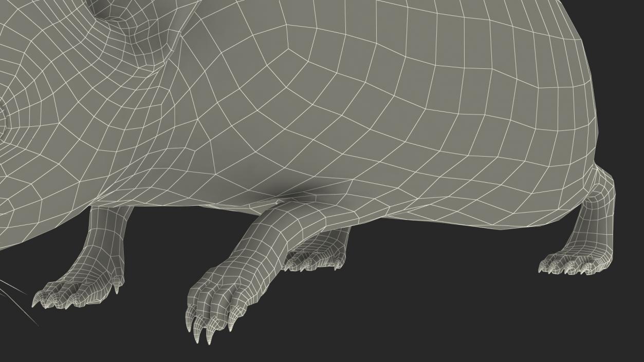 3D Walk Bald Hedgehog model