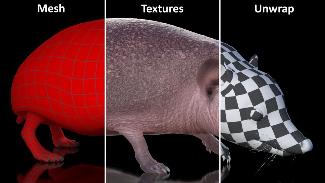 3D Walk Bald Hedgehog model