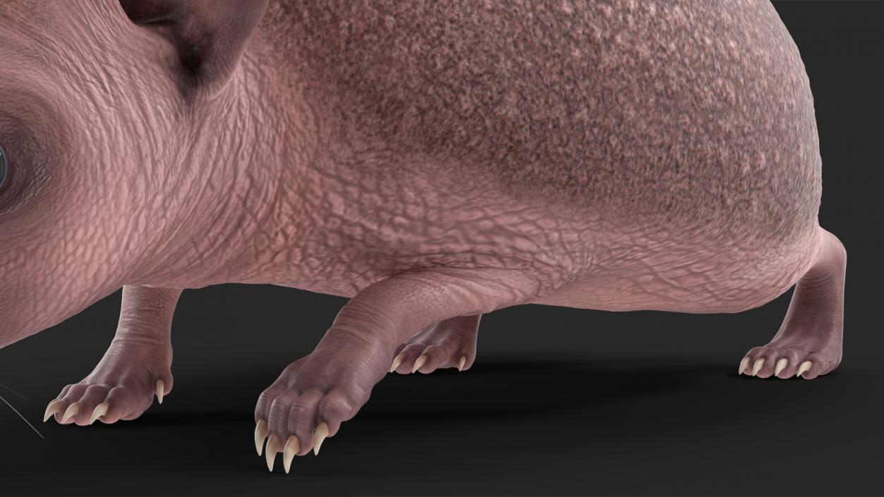 3D Walk Bald Hedgehog model