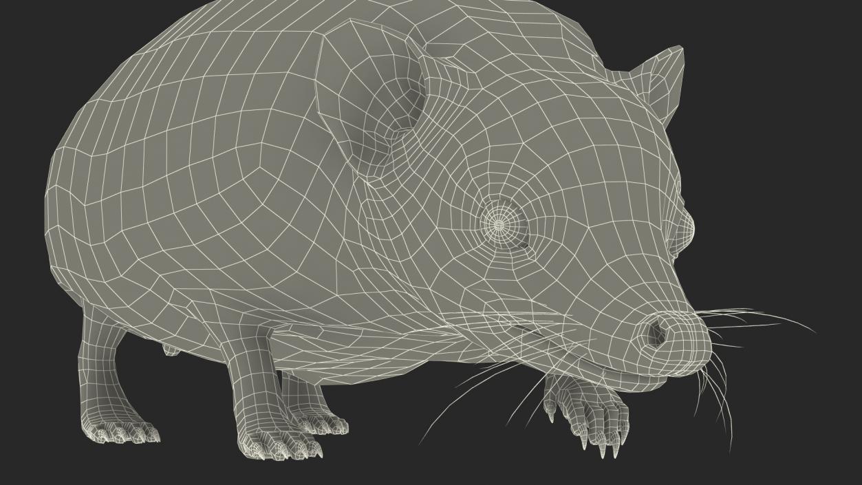 3D Walk Bald Hedgehog model