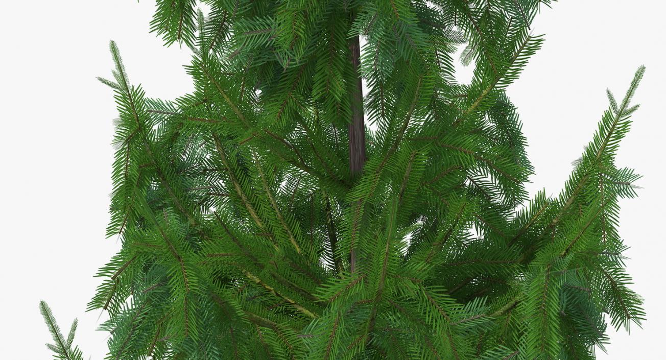 3D Evergreen Trees Collection 2 model