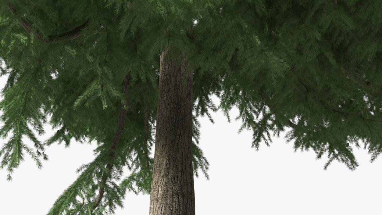 3D Evergreen Trees Collection 2 model