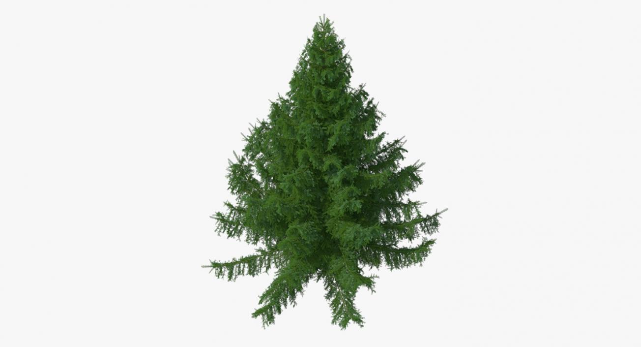 3D Evergreen Trees Collection 2 model