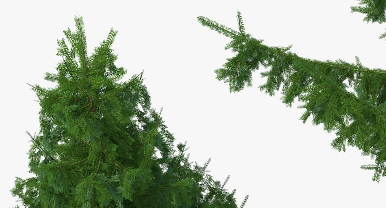 3D Evergreen Trees Collection 2 model