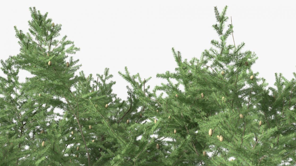 3D Evergreen Trees Collection 2 model