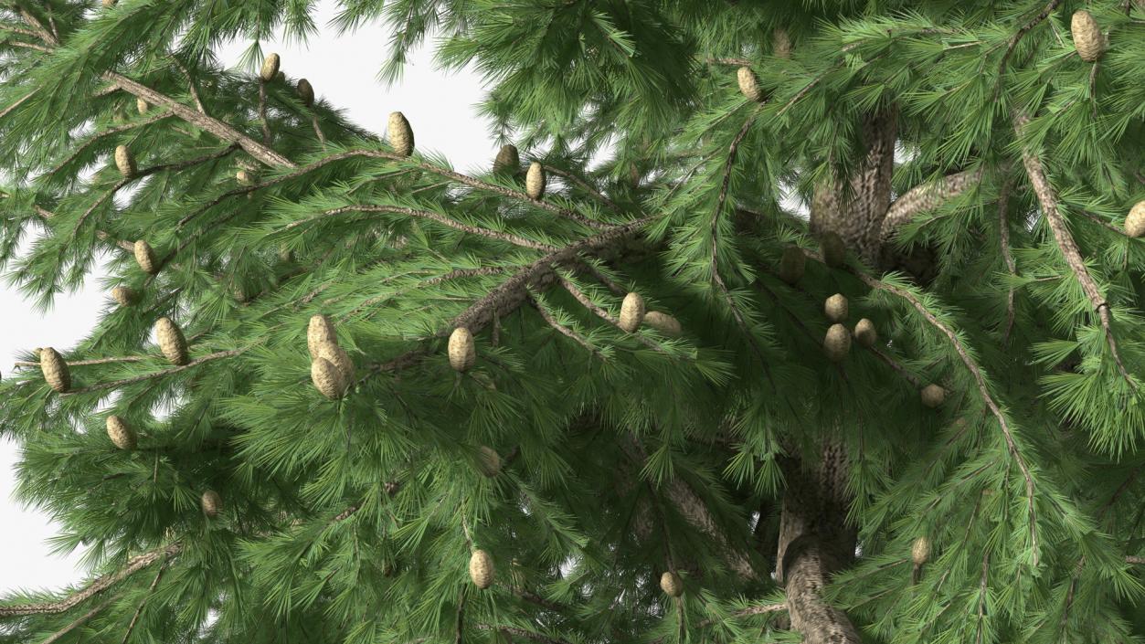 3D Evergreen Trees Collection 2 model