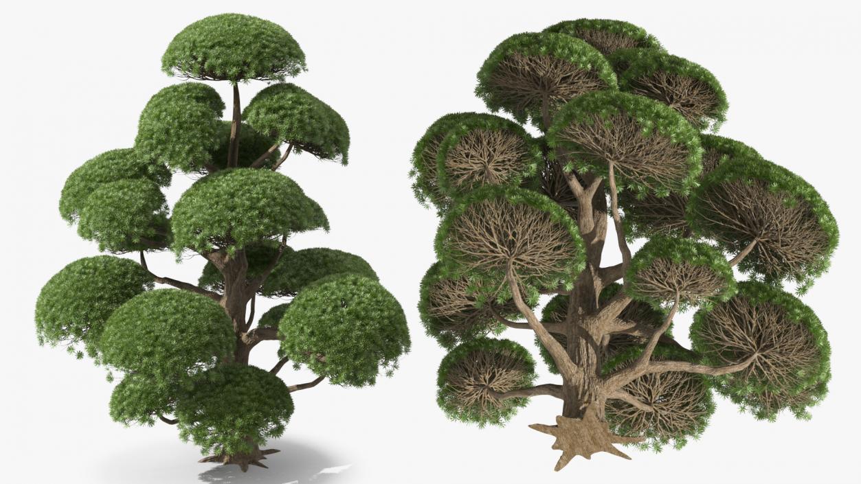 3D Evergreen Trees Collection 2 model