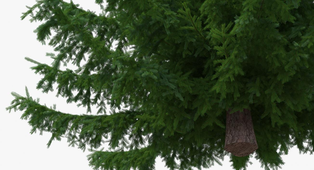 3D Evergreen Trees Collection 2 model