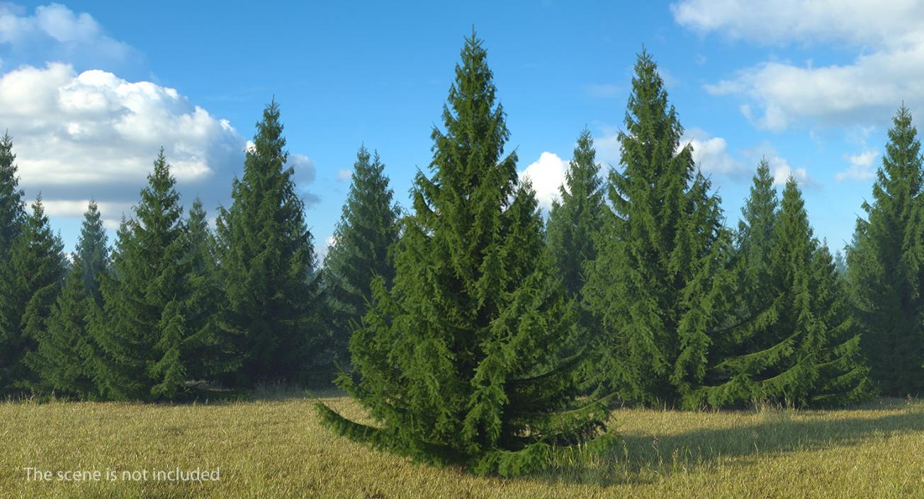 3D Evergreen Trees Collection 2 model