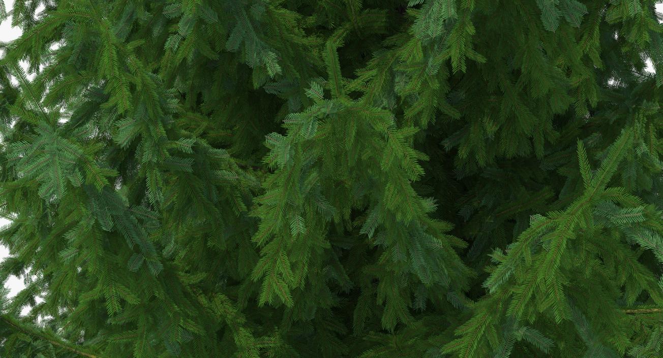 3D Evergreen Trees Collection 2 model