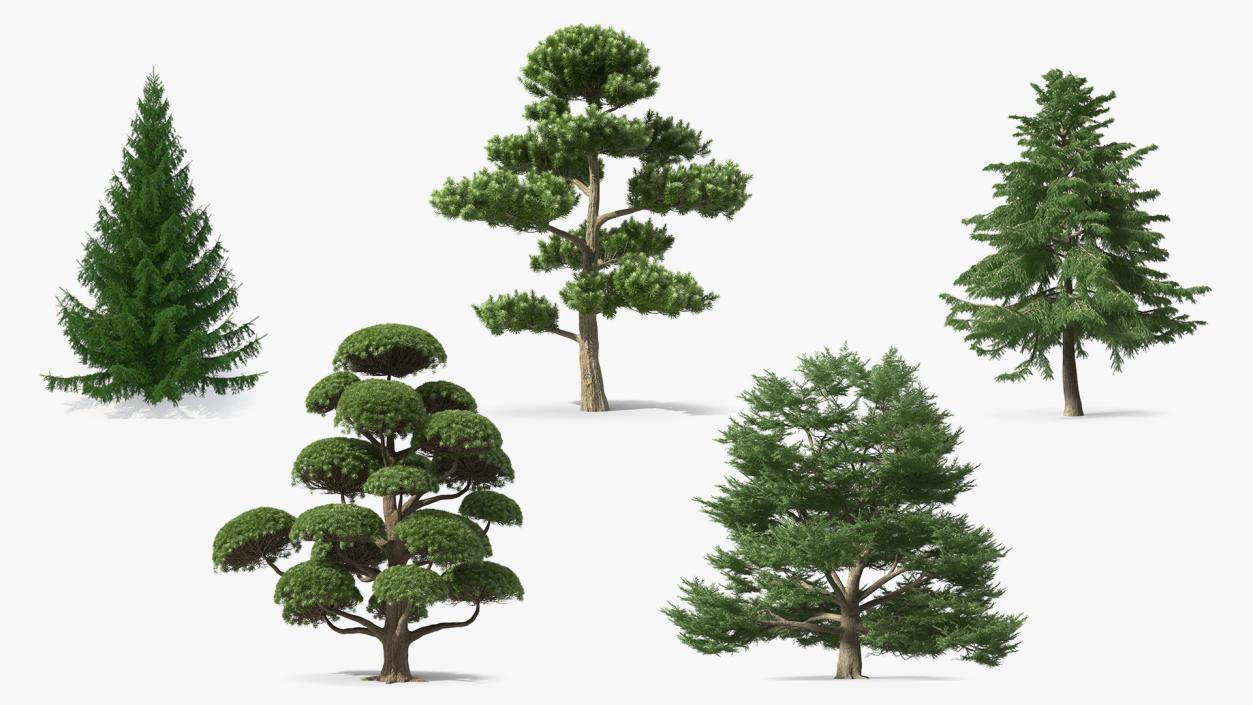 3D Evergreen Trees Collection 2 model