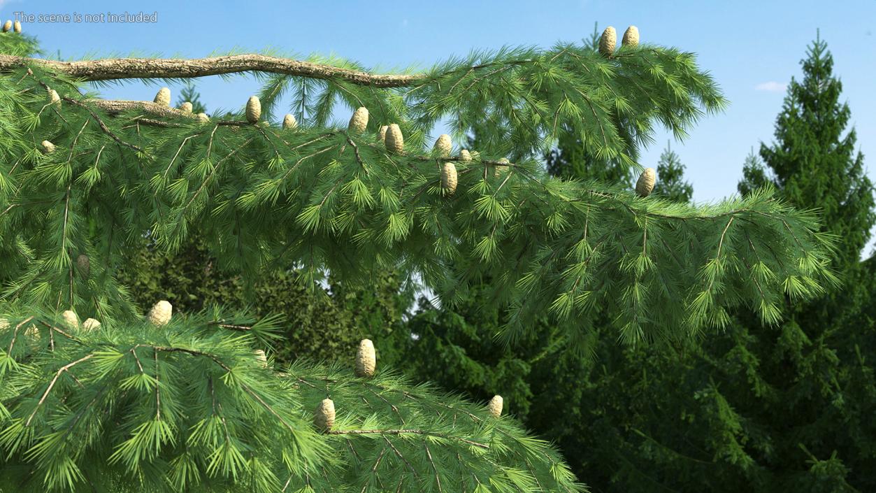 3D Evergreen Trees Collection 2 model