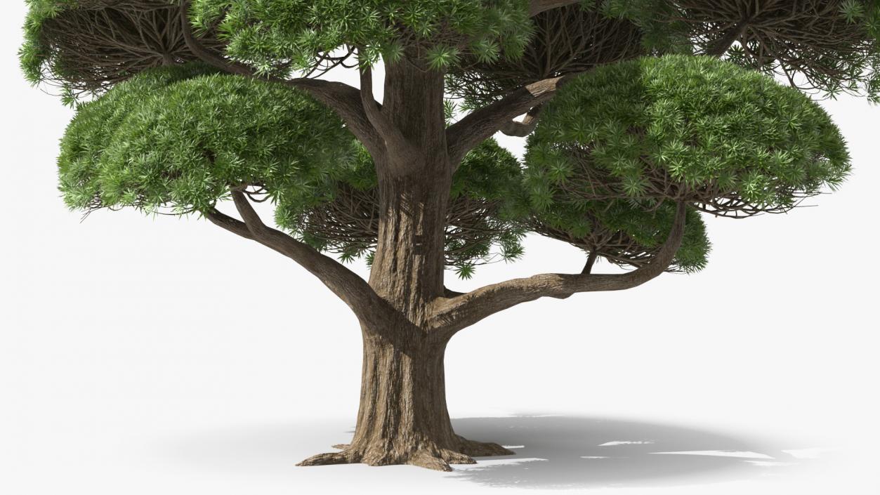 3D Evergreen Trees Collection 2 model